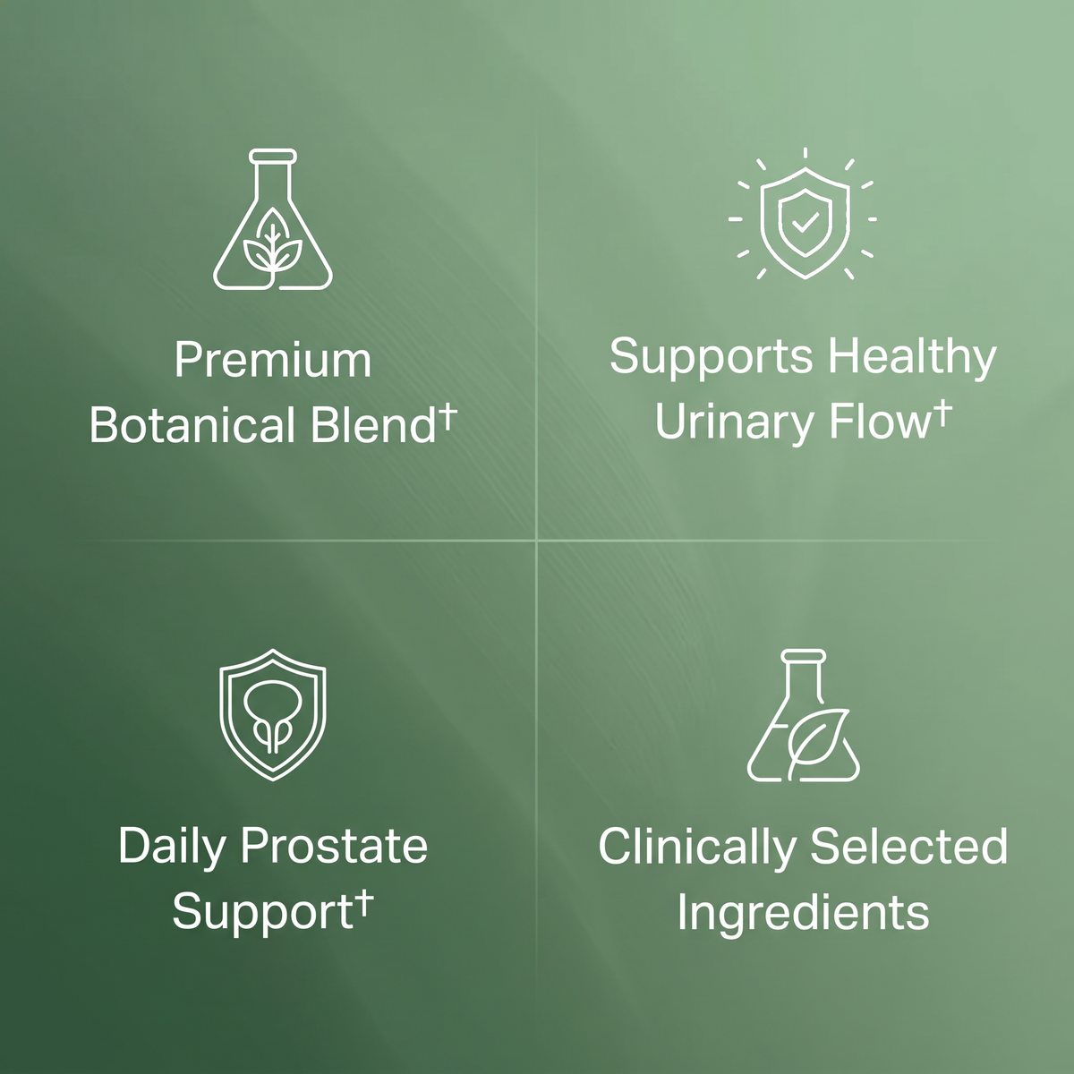 Prostate Support