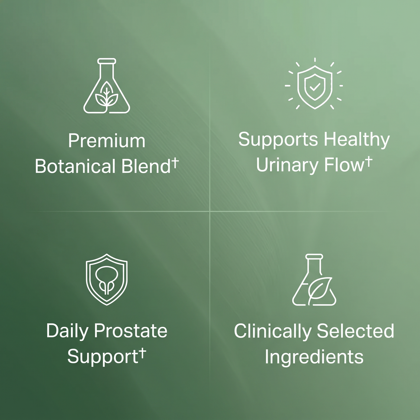 Prostate Support