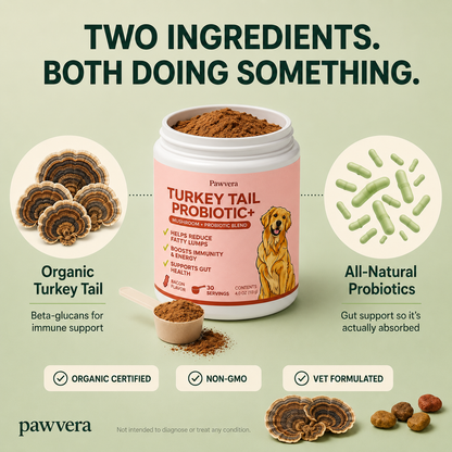 Turkey Tail Mushroom Powder
